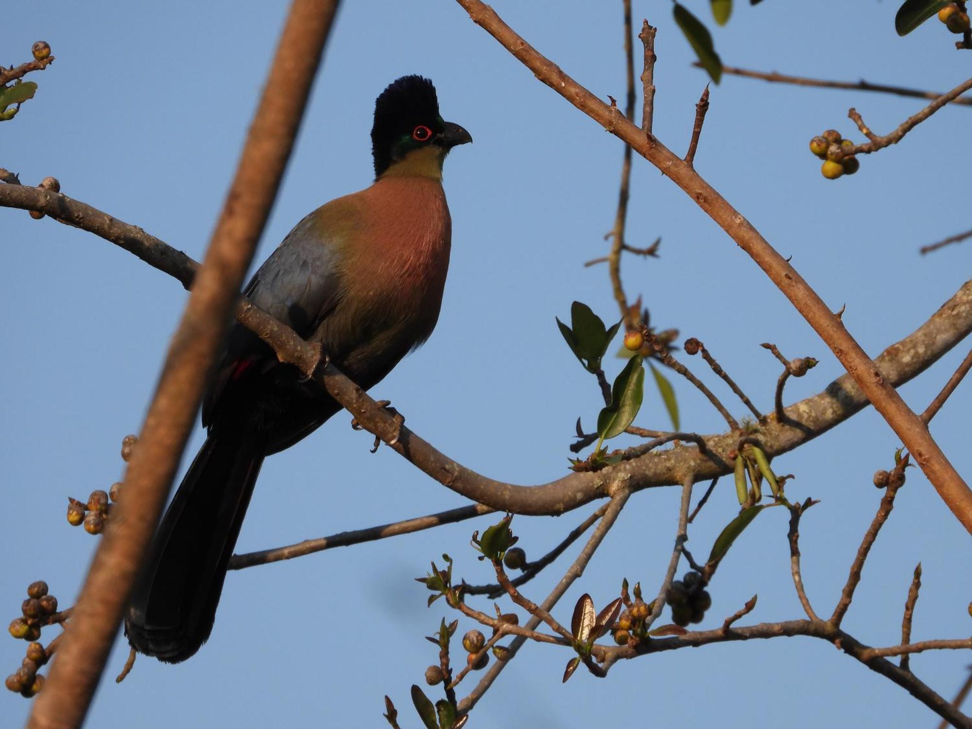 Dagama Dam - White River - Kestrel - House 21 外观 照片